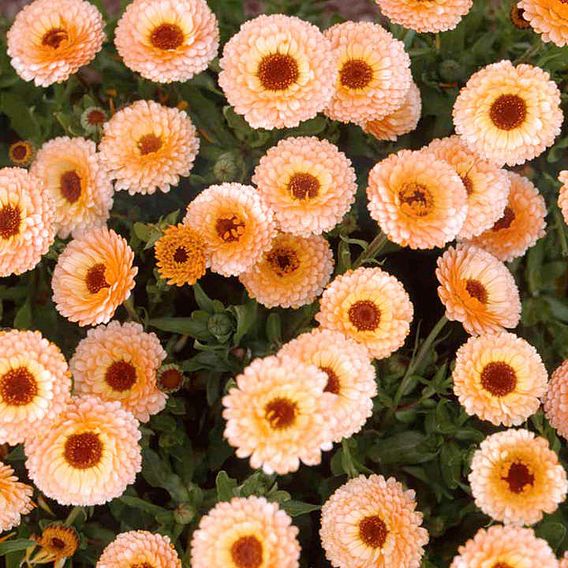 Calendula Seeds - Pink Surprise