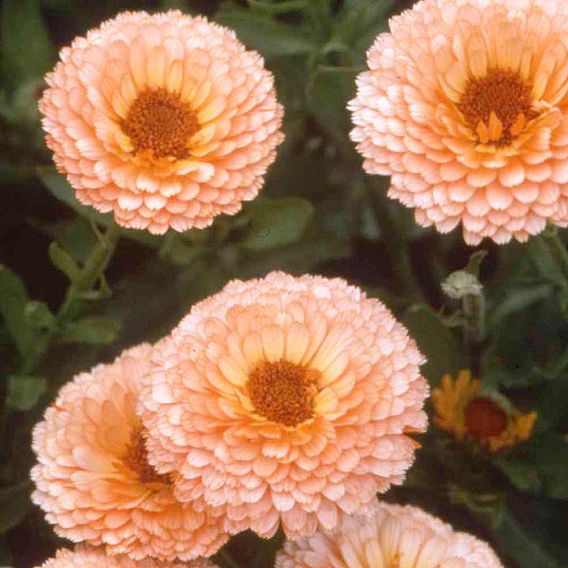 Calendula Seeds - Pink Surprise