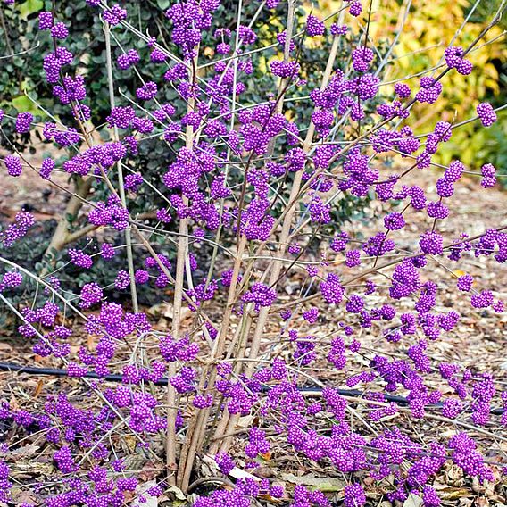 Callicarpa bodinieri var. giraldii 'Profusion'