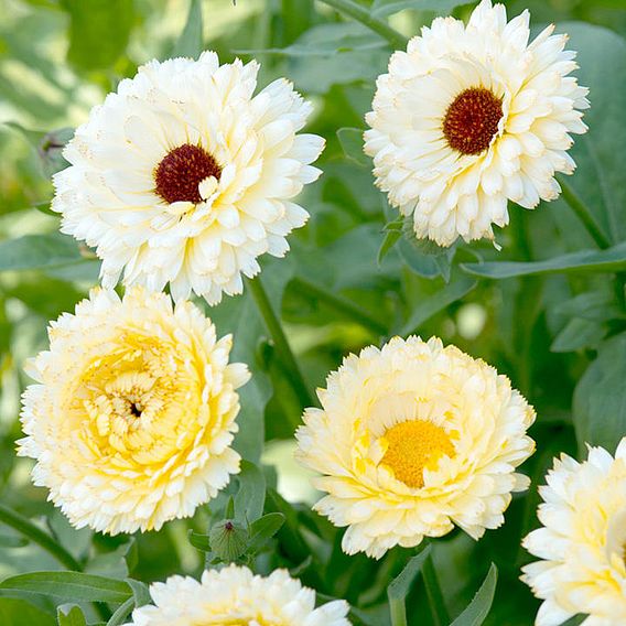 Calendula Seeds - Snow Princess