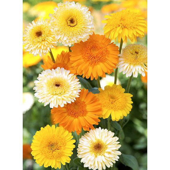 Calendula Seeds - Kinglet Mix