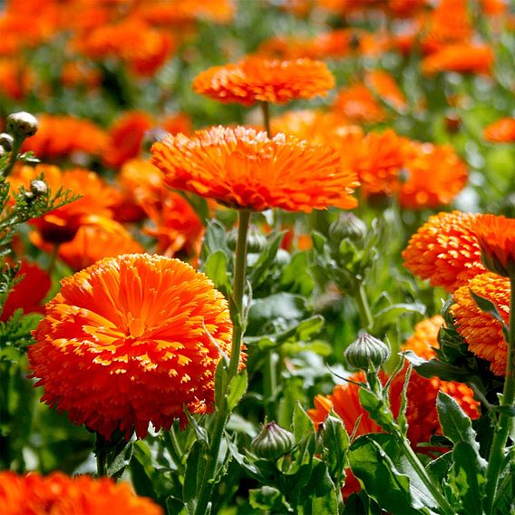 Calendula 'Orange King' - Seeds
