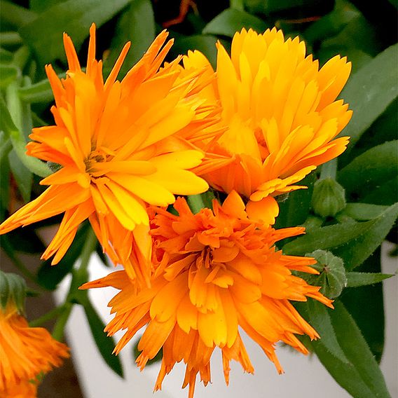 Calendula 'Power Daisy' Collection