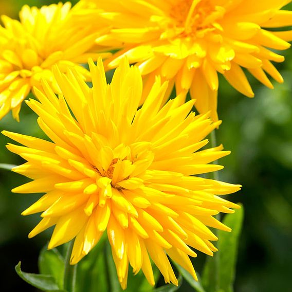 Calendula 'Porcupine Yellow' - Seeds