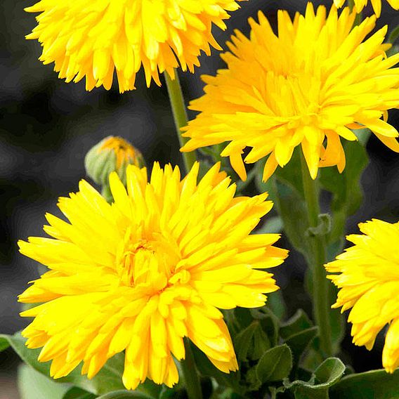 Calendula 'Porcupine Yellow' - Seeds