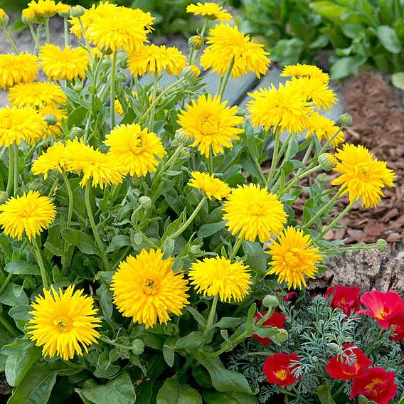 Calendula 'Porcupine Yellow' - Seeds