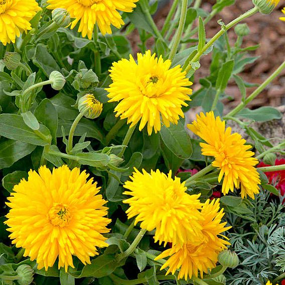 Calendula 'Porcupine Yellow' - Seeds