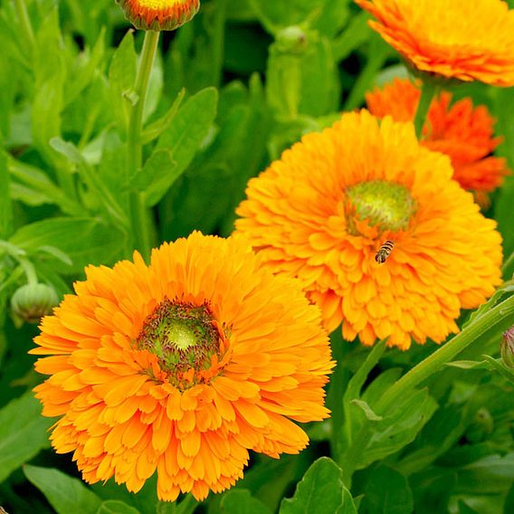 Calendula 'Dandy' - Seeds