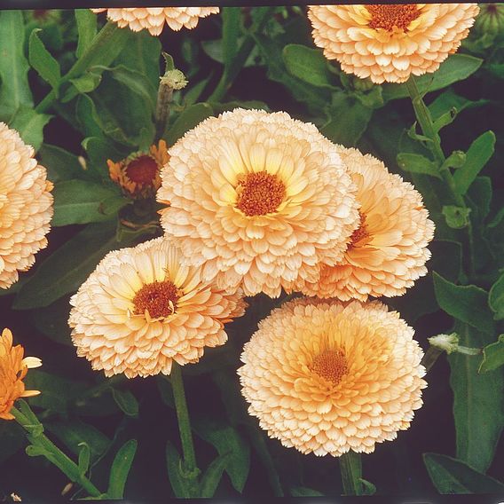 Calendula Seeds - Pink Surprise