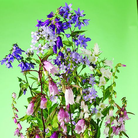 Campanula 'Cottage Garden Mix' - Seeds