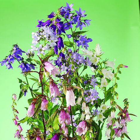 Campanula Seeds - Cottage Garden Mix