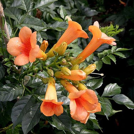 Campsis Duo
