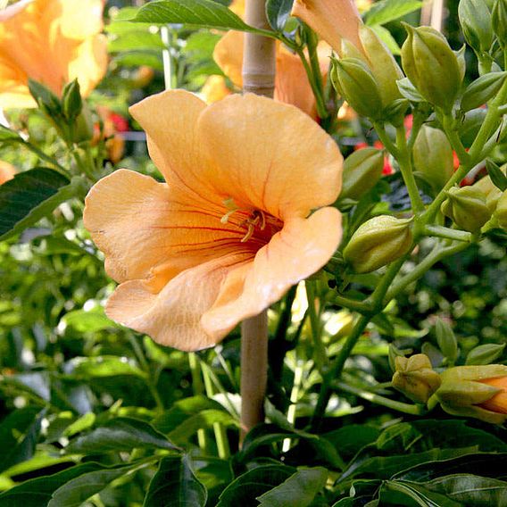 Campsis x tagliabuana 'Summer Jazz - Gold'