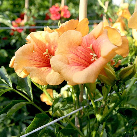 Campsis x tagliabuana 'Summer Jazz - Gold'