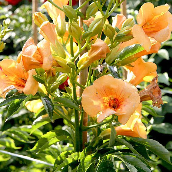 Campsis x tagliabuana 'Summer Jazz - Gold'