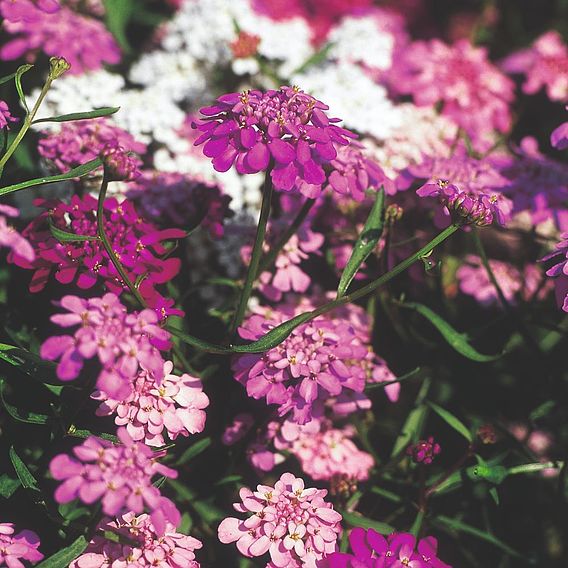 Candytuft Seeds - Fairy Mix