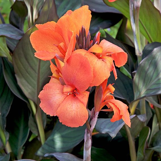 Canna x generalis 'Cannova Bronze Orange'