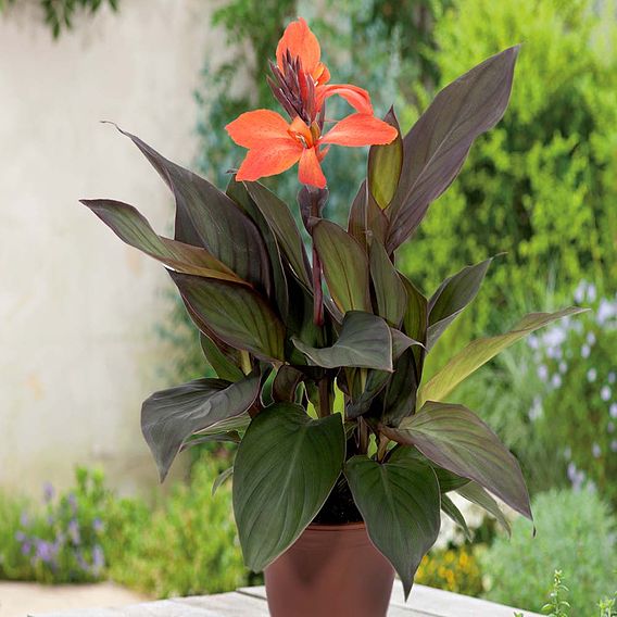 Canna x generalis 'Cannova Bronze Orange'