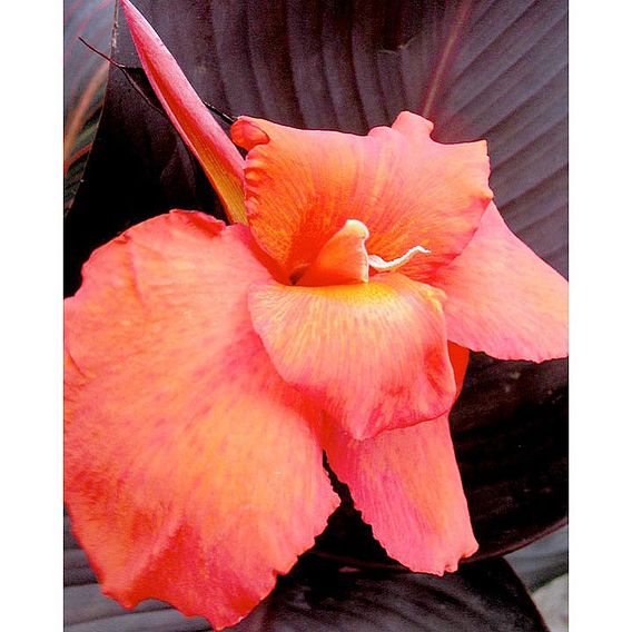 Canna 'Tropicanna Black'