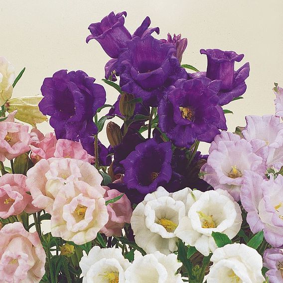Canterbury Bell 'Cup and Saucer Mix' - Seeds