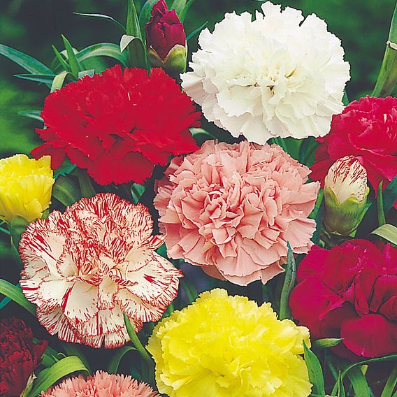 Carnation Seeds - Chabaud Giant Mix