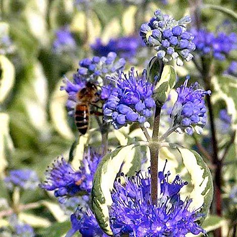 Caryopteris x clandonensis 'White Surprise'