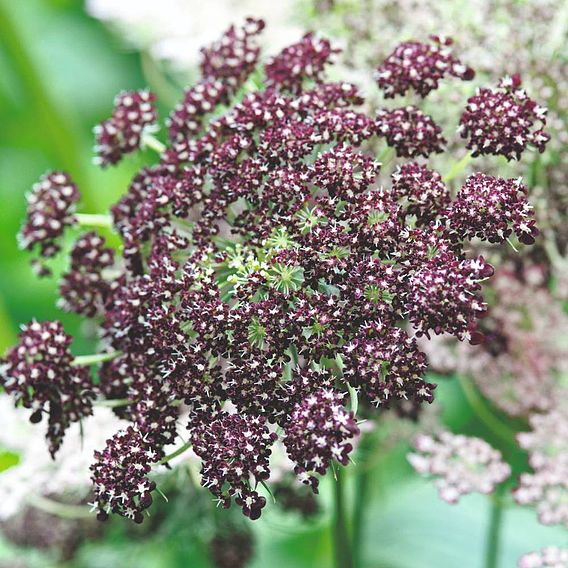 Flowering Carrot 'Dara' - Predator Seeds