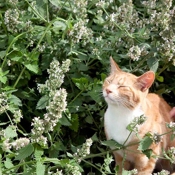 Catmint - Seeds