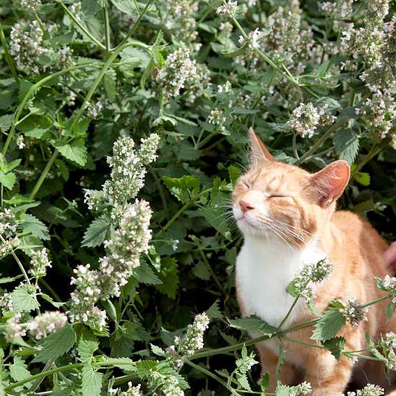 Catmint Seeds