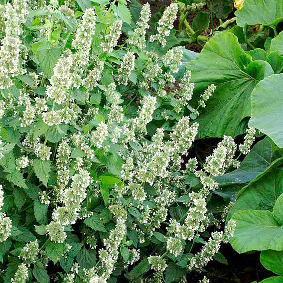 Catmint - Seeds