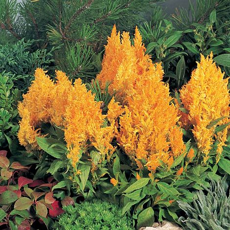 Celosia Fresh Look Yellow - Seeds