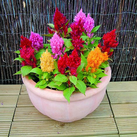 Celosia 'Nana Mixed' - Seeds