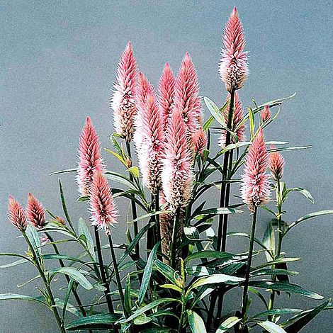 Celosia 'Flamingo Feather' - Seeds