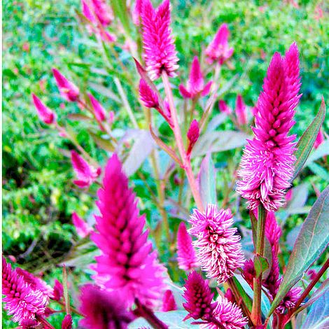 Celosia 'Flamingo Feather' - Seeds