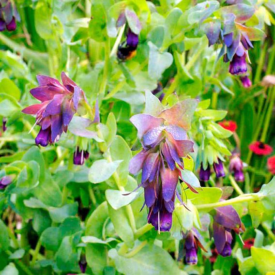 Cerinthe 'Honey Bee' - Seeds