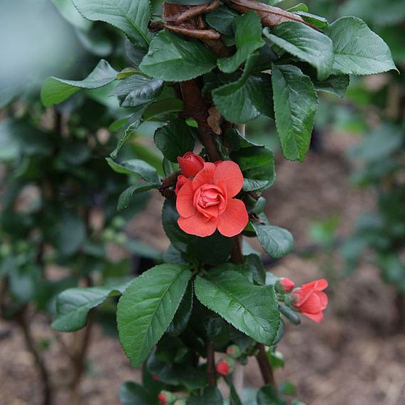 Chaenomeles 'Orange Storm'