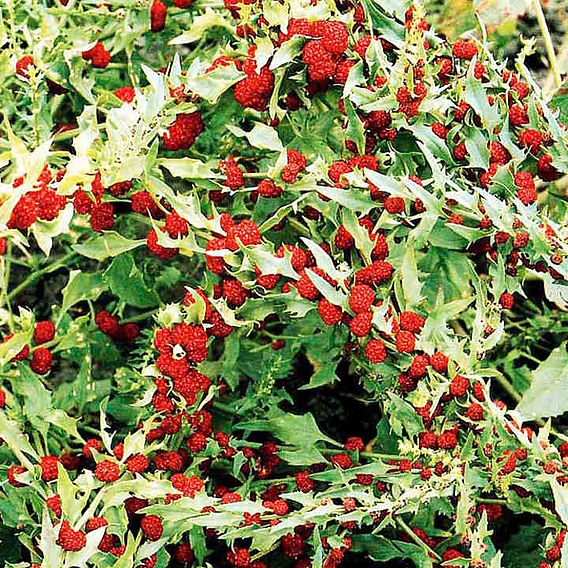 Strawberry 'Strawberry Sticks (Chenopodium)' - Seeds