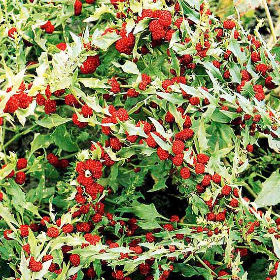 Strawberry Seeds - Strawberry Sticks (Chenopodium)