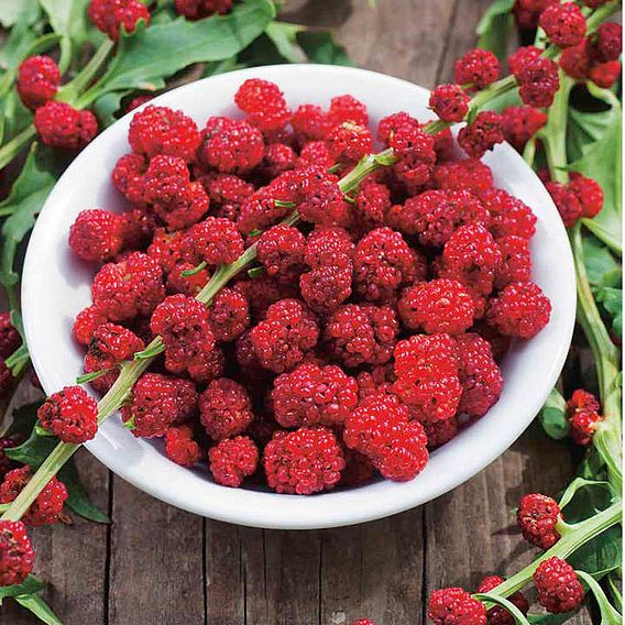Chenopodium 'Strawberry Sticks' - Seeds