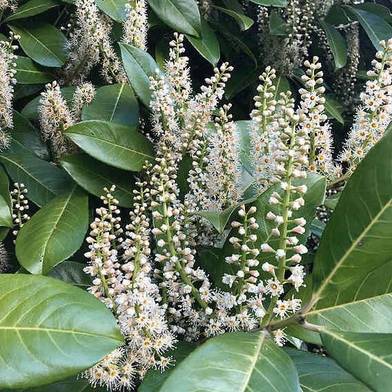 Prunus laurocerasus Rotundifolia (Cherry Laurel)