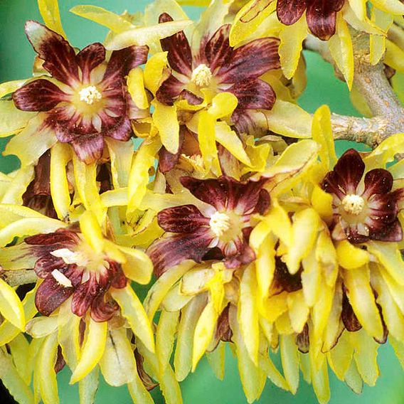 Chimonanthus Praecox