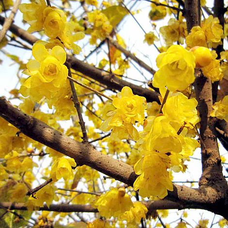 Chimonanthus Praecox