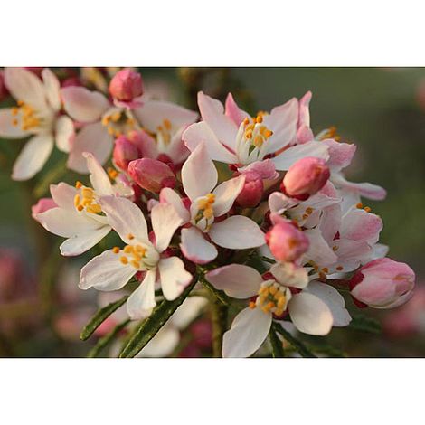 Choisya ternata 'Apple Blossom'