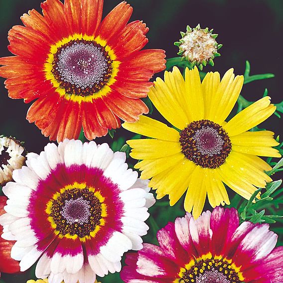 Chrysanthemum carinatum 'Sunshine Mix' - Seeds