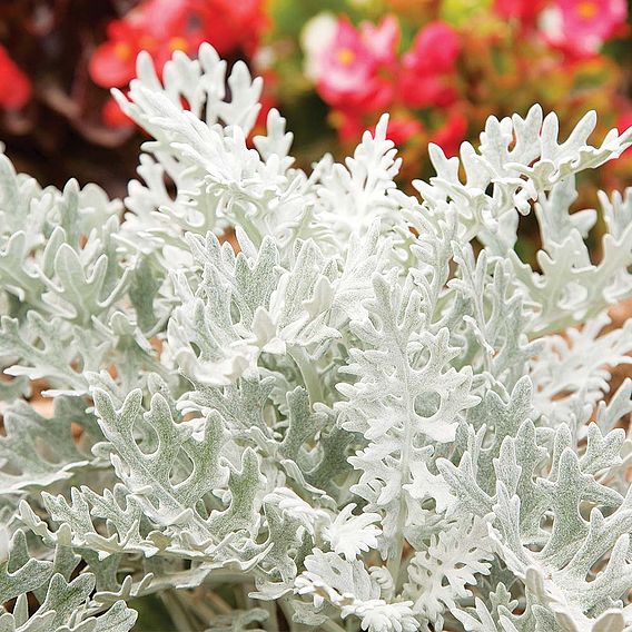 Senecio cineraria 'Silver Dust'