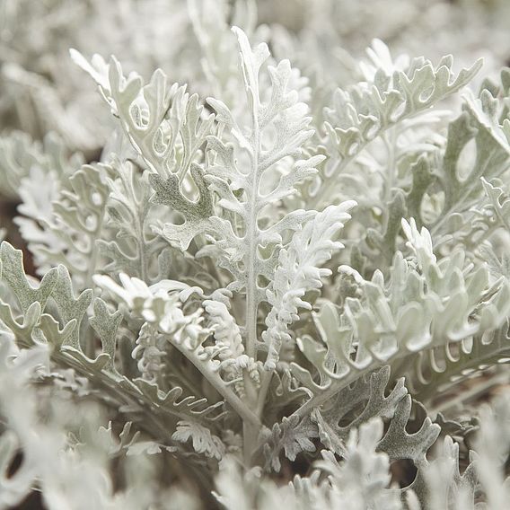 Cineraria maritima Seeds - Silver Dust. 