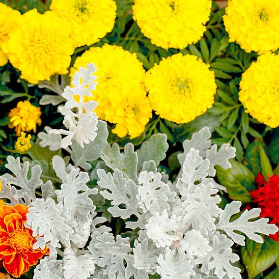Cineraria maritima 'Silver Dust' - Seeds