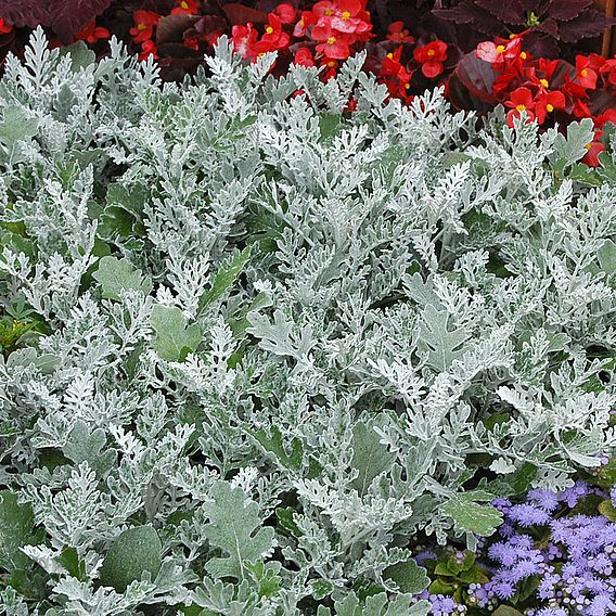 Senecio cineraria 'Silver Dust'