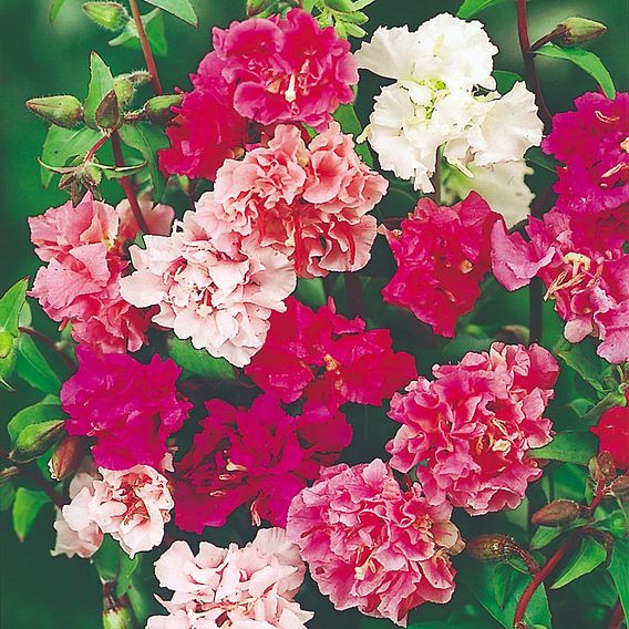 Clarkia elegans 'Pretty Polly Mix' - Seeds