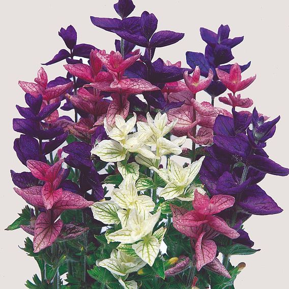 Salvia horminum Seeds - Bouquet Mix